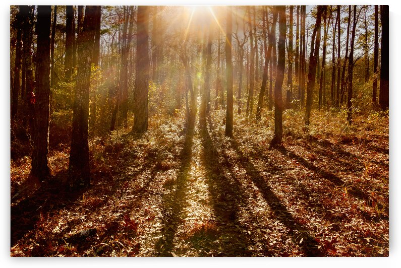 Radiant Circle of the Forest by Norma Brandsberg Photography