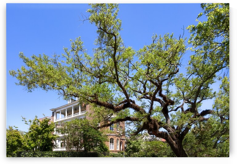 Live Oak Tree on Meeting  Street in Charleston by Shelia Hunt Photography