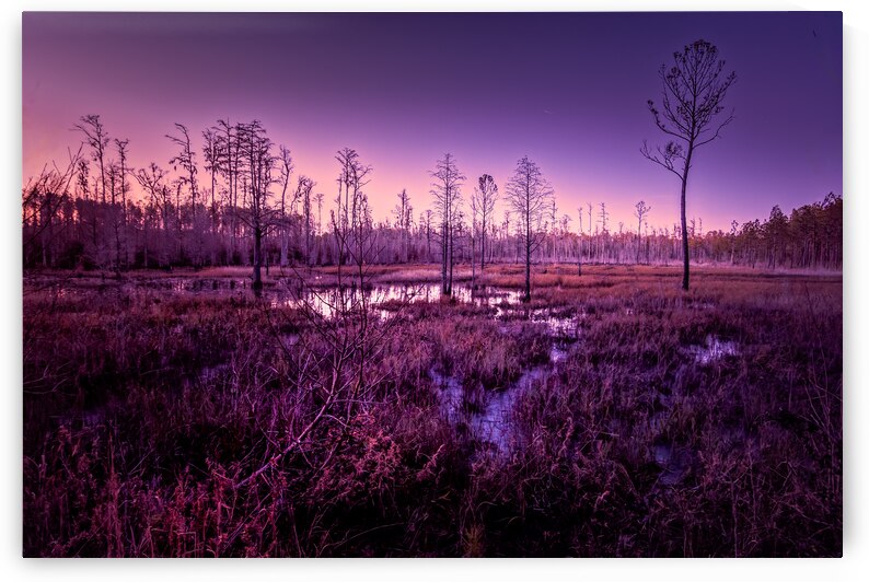 Winter Sunset Marsh Glow by Norma Brandsberg Photography