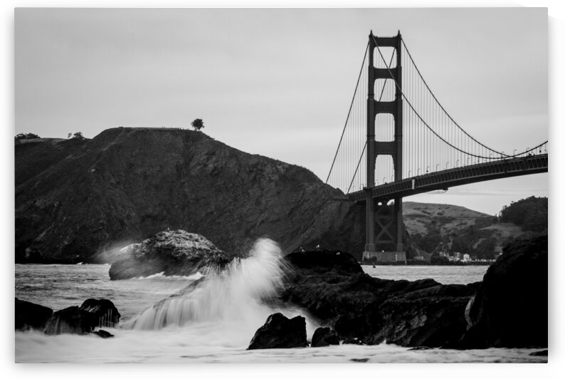 lone tree overlooks golden gate bridge  horizonta by Black And White