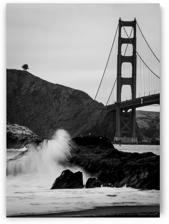 lone tree overlooks golden gate bridge  vertical by Black And White
