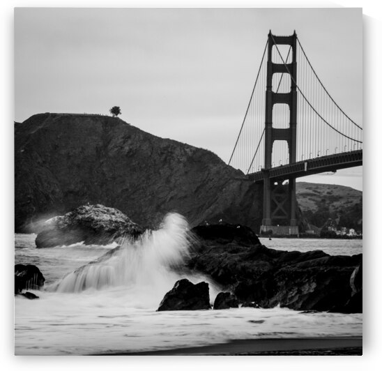 lone tree overlooks golden gate bridge  square 51 by Black And White