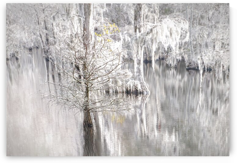 Cypress Grove Winter Wonderland by Norma Brandsberg Photography