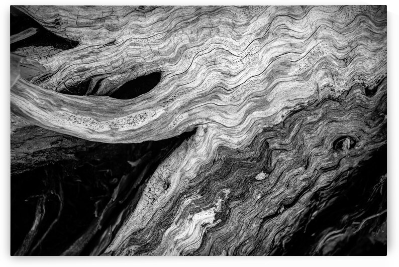 Abstract  Bald Cypress Tree Root Patterns in Black and White by Norma Brandsberg Photography