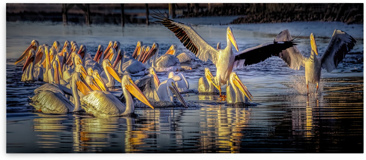 American White Pelican Flock Panorama by Norma Brandsberg Photography
