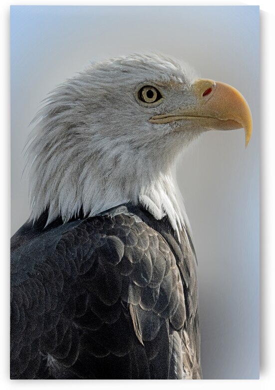 Oh Say Can You See by B Zolle