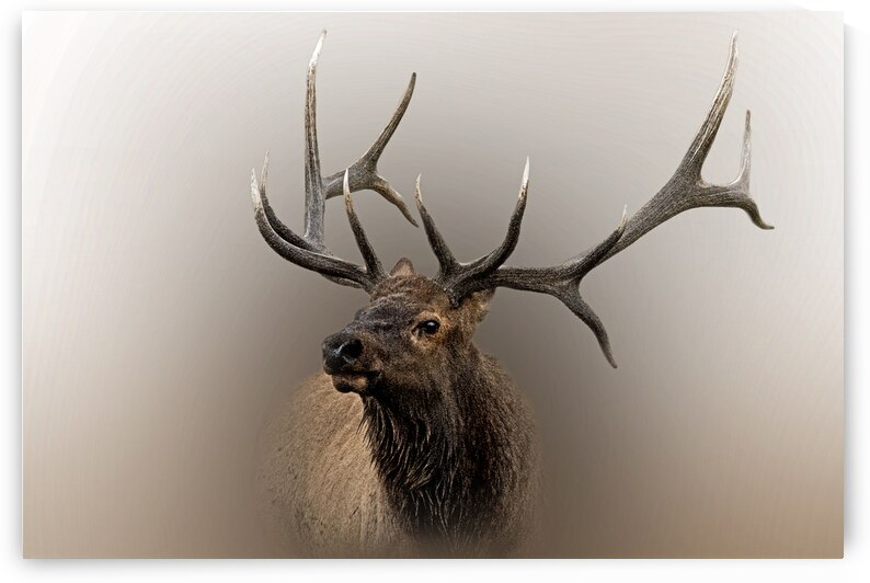 Kickstand by B Zolle