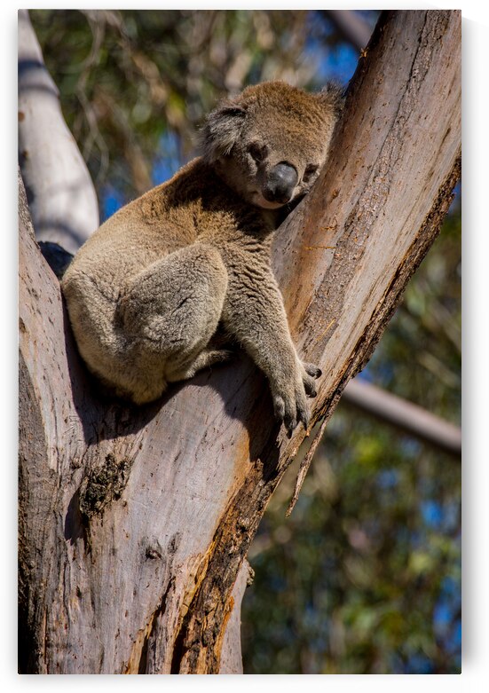 Koala by Adel B Korkor