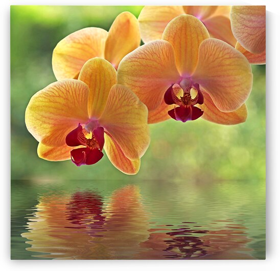 Oriental Spa by Gill Billington