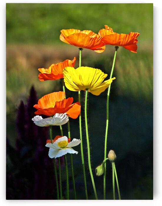 Iceland Poppies in the Sun by Gill Billington