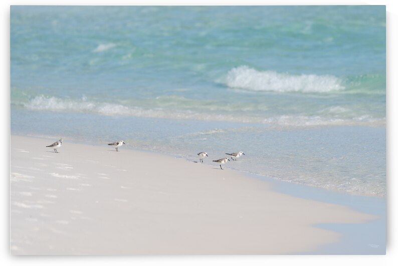 Five Sanderlings Destin Florida by Jennifer White
