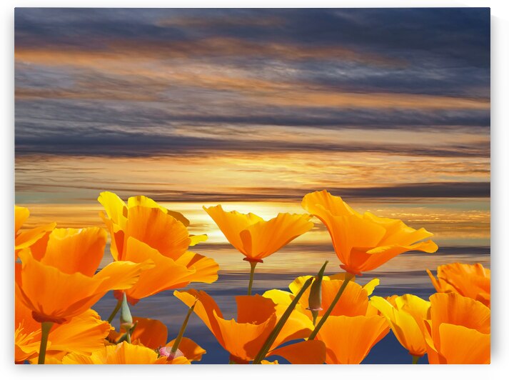 California Dreaming 12x9 P3078221 by Gill Billington