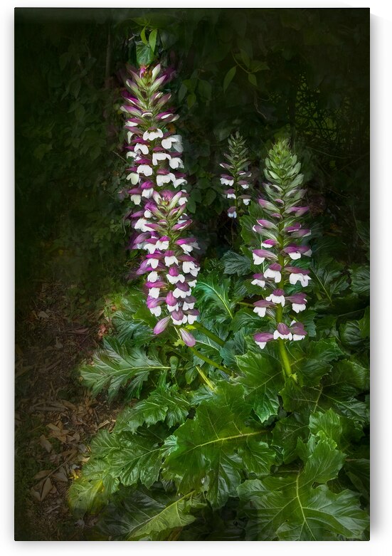 Bear Breeches Acanthus Spinosus by Norma Brandsberg Photography