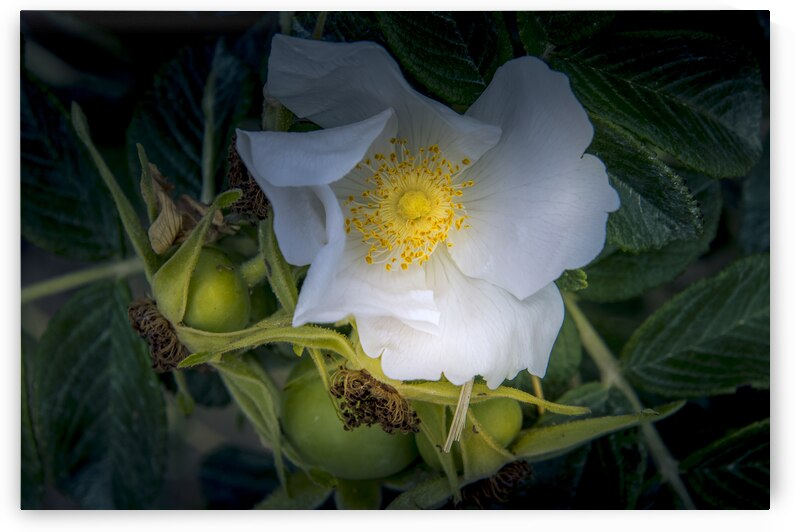 French Normandy Coastline Rose Hips by Norma Brandsberg Photography