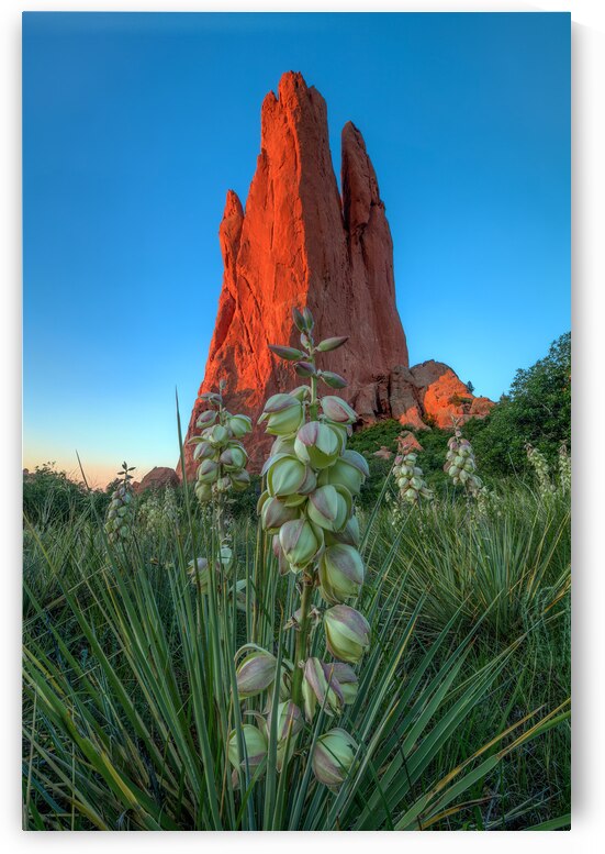 Cactus Blossom Dawn At Garden Of The Gods by Bill Sherrell