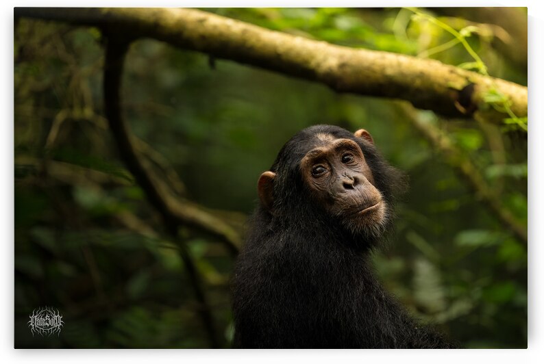 Chimpanzeeva von Berne by Nate Solo