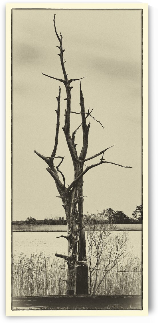 Reaching for the Sky by Norma Brandsberg Photography