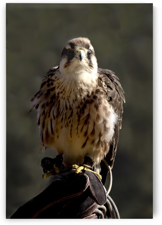 Red Tailed Hawk  by Norma Brandsberg Photography