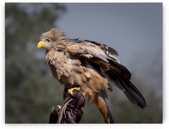 Raptor Red Tailed Hawk  Ruffled Feathers by Norma Brandsberg Photography