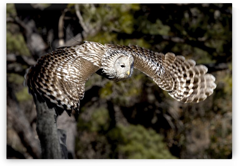 Avian Center for Birds of Prey South Carolina by Norma Brandsberg Photography