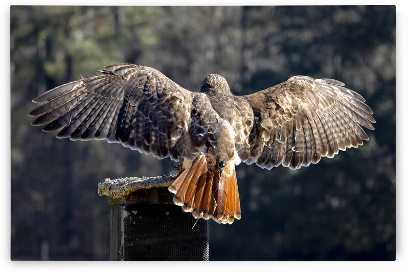 Red Tailed Hawk Landing by Norma Brandsberg Photography