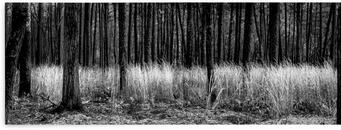 Infrared Forest by Norma Brandsberg Photography