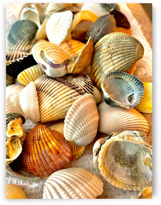 Beachcombing Shells by Bill Swartwout Photography