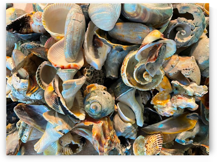 Beachcombing Shells Hodgepodge by Bill Swartwout Photography