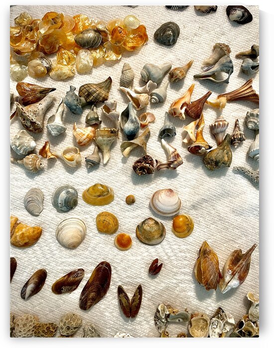 Beachcombing Shells Assortment by Bill Swartwout Photography