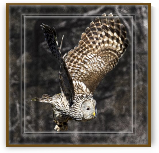 Double Framed Barred Owl by Norma Brandsberg Photography