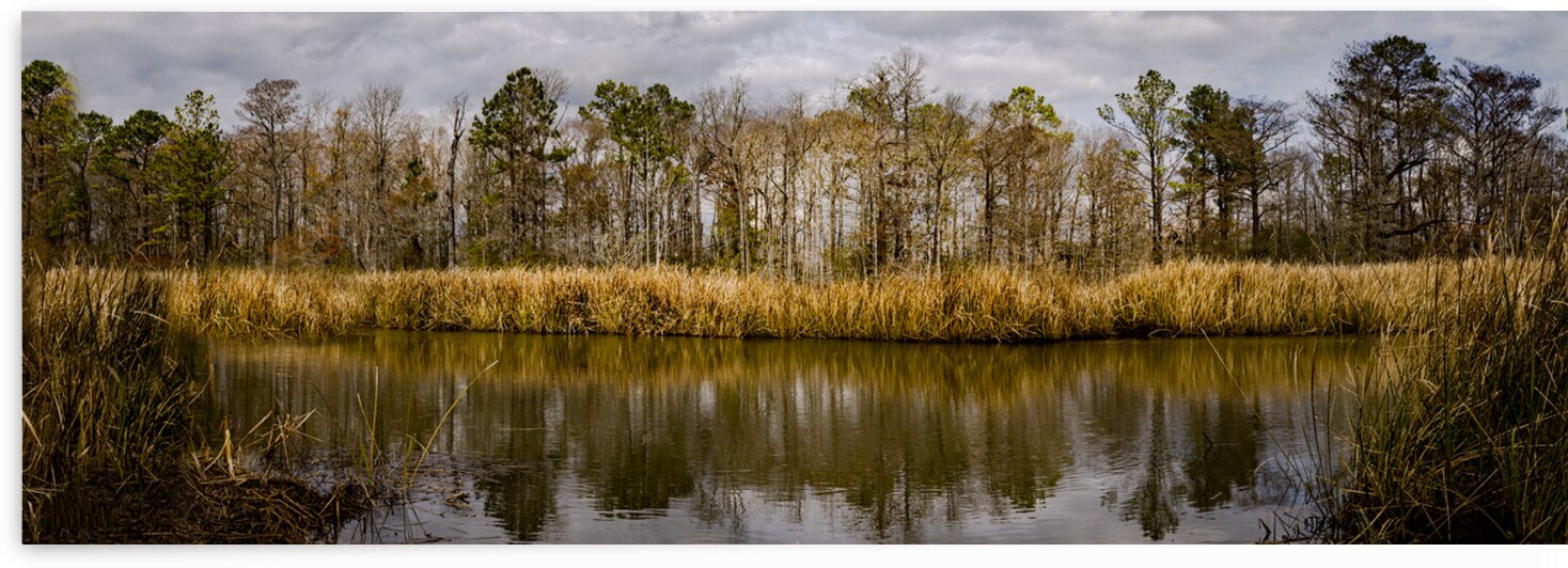 Hampton Plantation Creek by Norma Brandsberg Photography