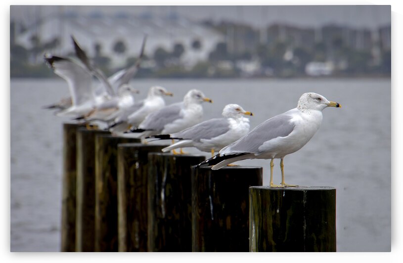 Seagulls Trading Places by Norma Brandsberg Photography