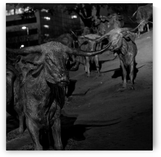 cattle statues pioneer plaza  square 768 Cattle 1 by Black And White