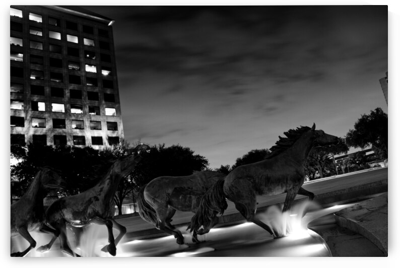 mustangs of las colinas at night  horizontal 770 by Black And White