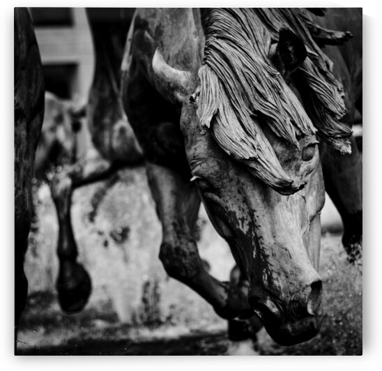 mustangs of las colinas  square 2122 Stallion 13k by Black And White