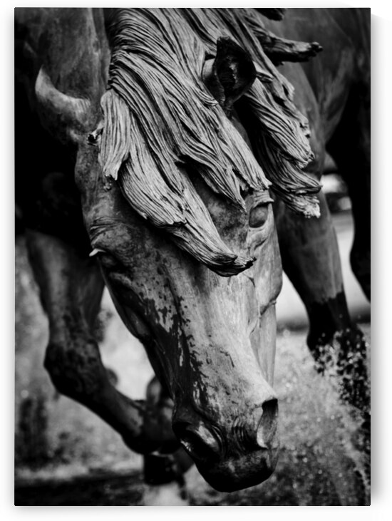 mustangs of las colinas  vertical 2122 Stallion 1 by Black And White