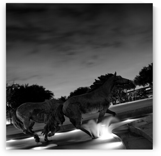 mustangs of las colinas at night  square 770 Coli by Black And White