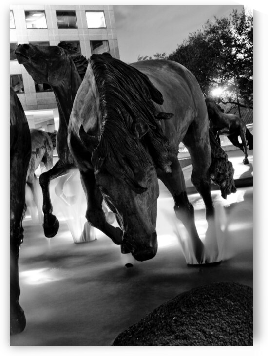 mustangs of las colinas at night  vertical 785 Mu by Black And White