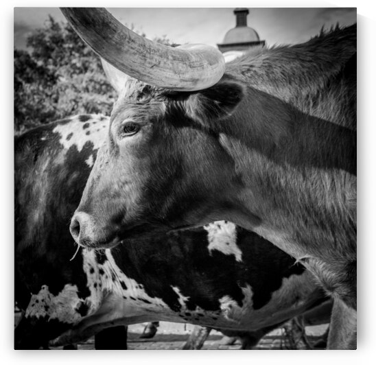 texas longhorn  square 817 Steer 13k by Black And White