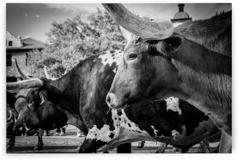texas longhorn  horizontal 817 Steer 13k by Black And White