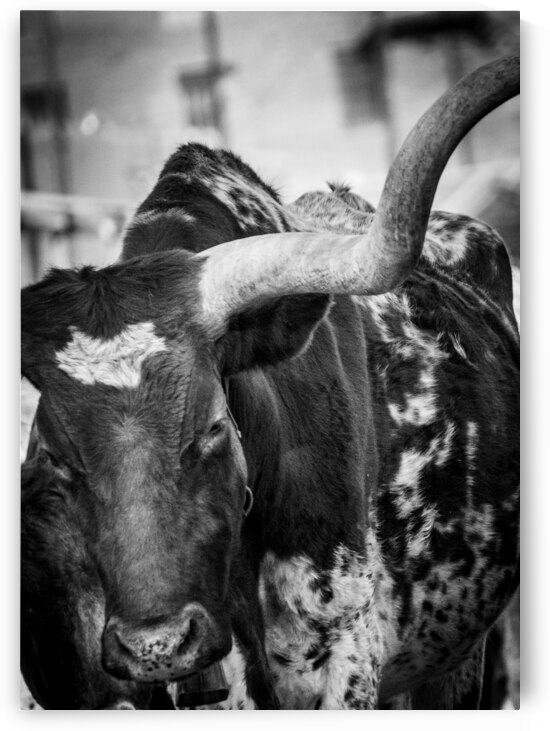 long horn of a texas longhorn  vertical 2129 Horn by Black And White
