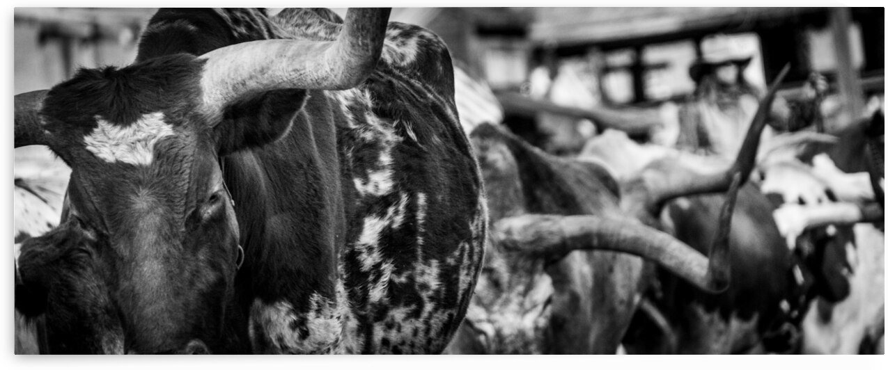 long horn of a texas longhorn  panoramic 2129 Hor by Black And White