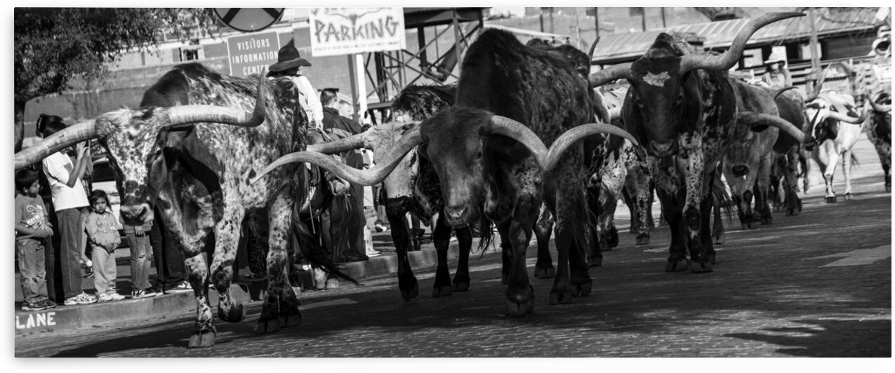 stockyard cattle drive  panoramic 803 Drive 13k.j by Black And White