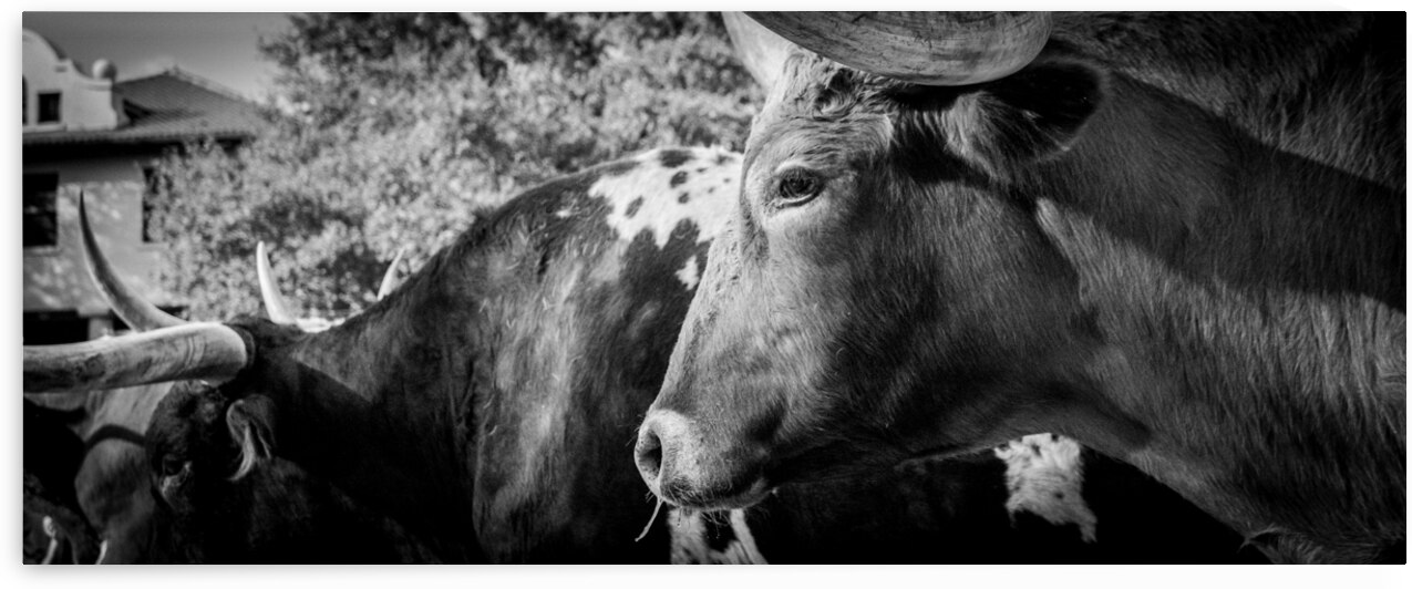texas longhorn  panoramic 817 Steer 13k by Black And White