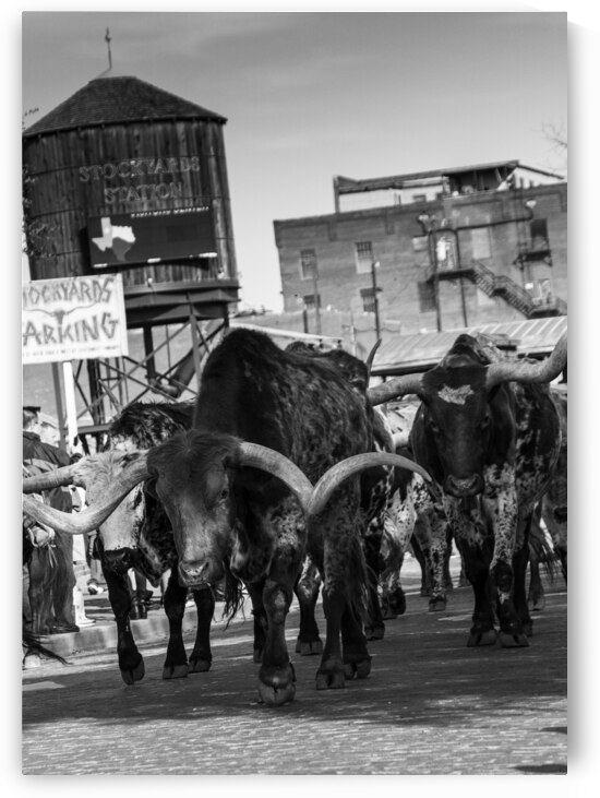 stockyard cattle drive  vertical 803 Drive 13k.jp by Black And White