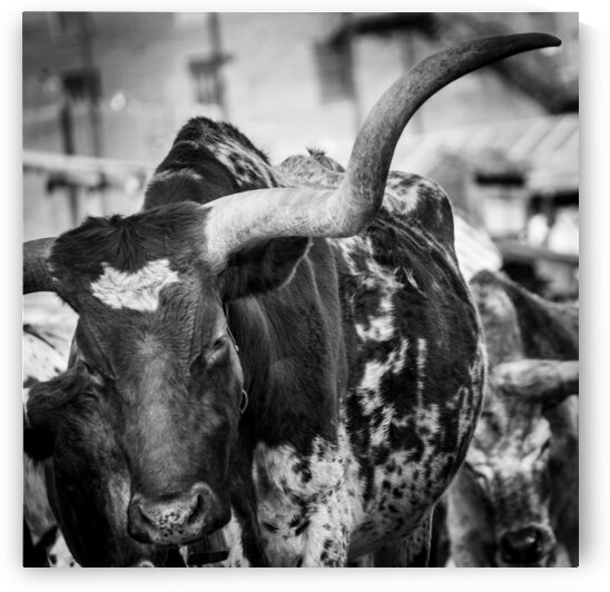 long horn of a texas longhorn  square 2129 Horn 1 by Black And White