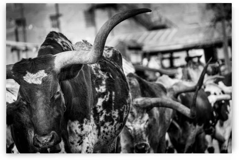 long horn of a texas longhorn  horizontal 2129 Ho by Black And White