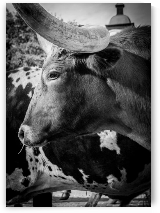 texas longhorn  vertical 817 Steer 13k by Black And White
