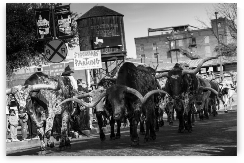 stockyard cattle drive  horizontal 803 Drive 13k. by Black And White