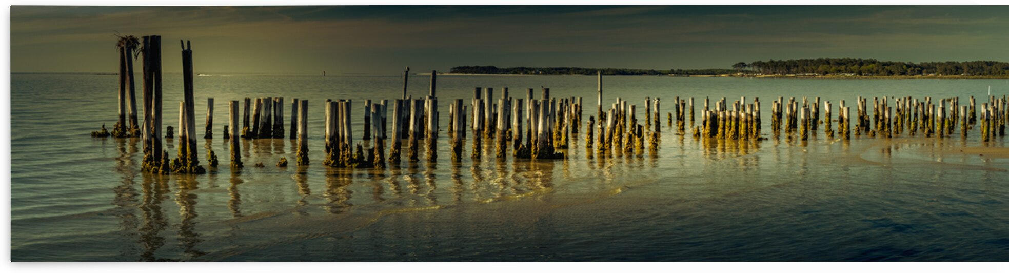 Chesapeake Bay Dock Poles by Norma Brandsberg Photography